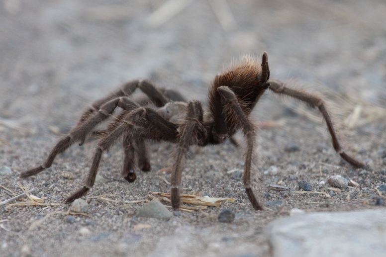 tarantula